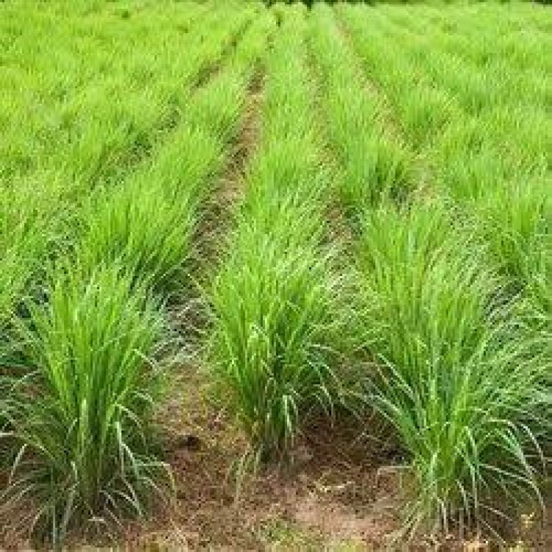 Fresh lemon grass from Kenya